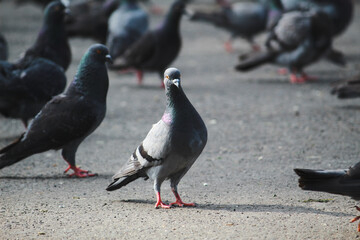 pigeons in the city