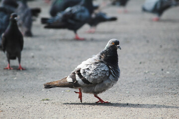 pigeons on the street