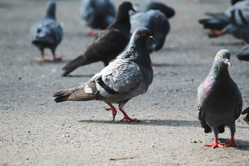 pigeons on the street