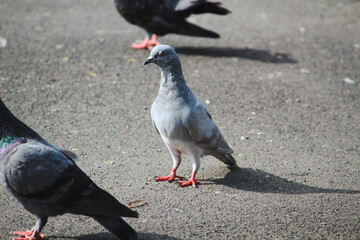 pigeon on the beach