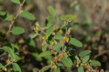 Waltheria indica is a species of flowering plant in the mallow family, Malvaceae. Keawaula Beach，Yokohama Bay， Kaena Point State Park，Oahu, Hawaii. sleepy morning, basora prieta, hierba de soldado, 