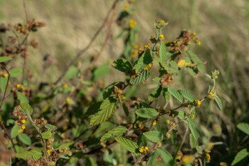 Waltheria indica is a species of flowering plant in the mallow family, Malvaceae. Keawaula Beach，Yokohama Bay， Kaena Point State Park，Oahu, Hawaii. sleepy morning, basora prieta, hierba de soldado, 
