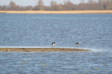 Two oystercatchers in the water. A strip of sand in the foreground. The birds with orange legs in shallow water