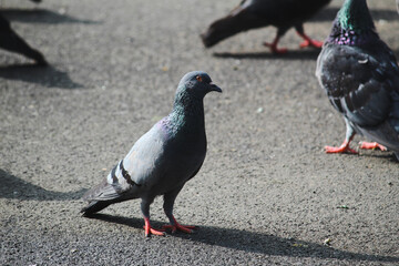 pigeons on the street