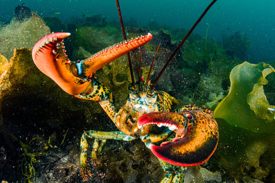 American Lobster Underwater