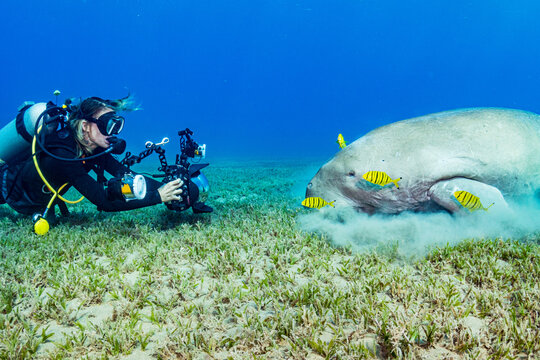 Photographer and Dugong
