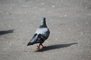 pigeon on the beach