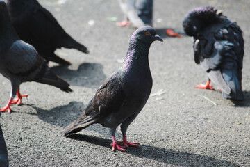 pigeons on the street