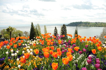 Insel Mainau, Tulpenbeete im April