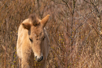 Head of a konik horse foal. The cute young animal looks straight into the camera. In the golden reeds © Dasya - Dasya