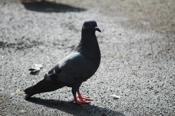 pigeon on the beach