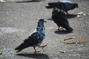 black bird on the beach