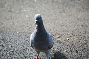 pigeon on the stone
