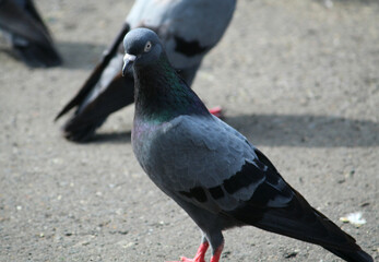 black crowned pigeon