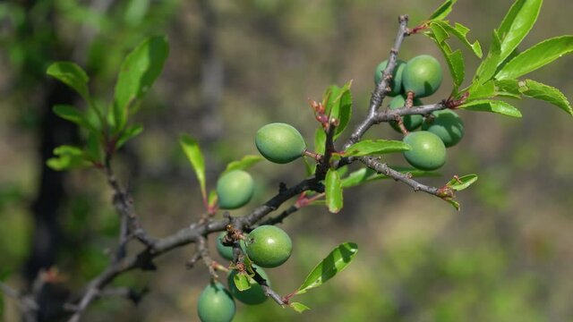 Unripe Blackthorn in slight breeze (Prunus spinosa) - (4K)