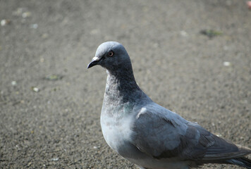 close up of a pigeon