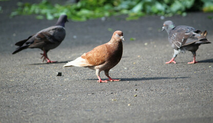 pigeons on the street