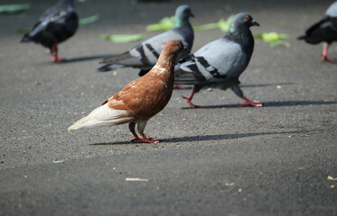 pigeons on the street