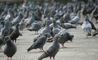 Obraz premium group of pigeons