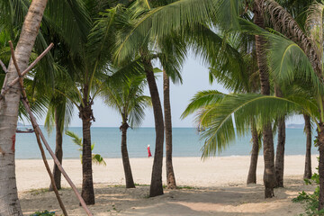 Tall coconut trees on the beach