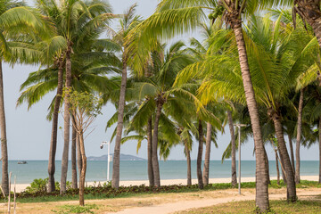 Naklejka na ściany i meble Tall coconut trees on the beach