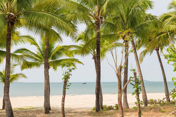 Tall coconut trees on the beach