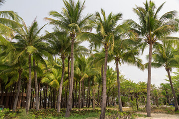 Tall coconut trees on the beach