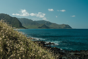 chloris barbata - swollen fingergrass. Kaena ponit trail, Oahu, Hawaii. Chloris is a widespread genus of plants in the grass family, known generally as windmill grass or finger grass.