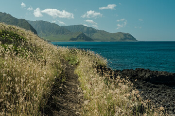 chloris barbata - swollen fingergrass. Kaena ponit trail, Oahu, Hawaii. Chloris is a widespread genus of plants in the grass family, known generally as windmill grass or finger grass.