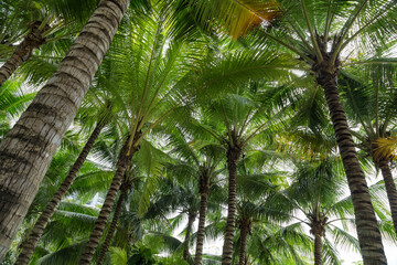 Obraz premium Tall coconut trees on the beach