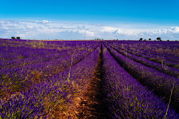 Purple Lavender Fields Background. Summer sunset landscape in Br