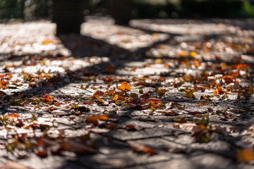 Autumn leaves swirling through the park on a wintry breeze