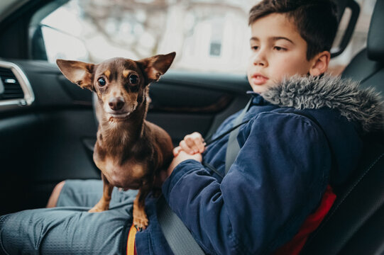 A dog riding on a boy's lap in the car.  - READY