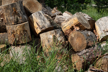 Fototapeta premium felled logs along the road on the grass. Logging deforestation concept