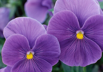 macro of Purple pansies with dew on petals, South Carolina