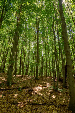 dense beech forest in summer. beautiful nature environment on a sunny day. tall trees in green foliage