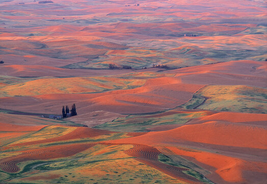 Evening on the Palouse Prairie Washington, wheatfields