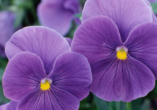 macro of Purple pansies with dew on petals, South Carolina - Powered by Adobe