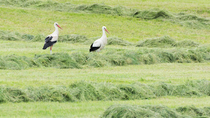 Stork couple looking for food in the meadow