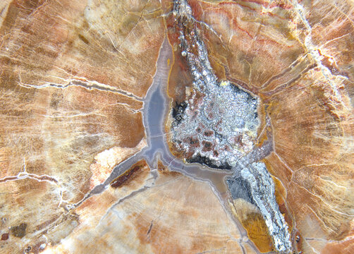 macro of patterns in a slice of petrified fossilized wood 