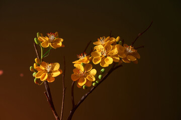 beautiful Ochna integerrima (yellow apricot blossom)