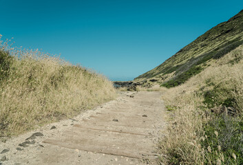 chloris barbata - swollen fingergrass. Kaena ponit trail, Oahu, Hawaii. Chloris is a widespread genus of plants in the grass family, known generally as windmill grass or finger grass.