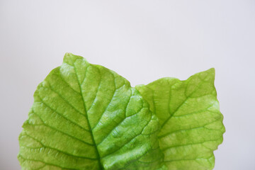 Obraz premium Ecology concept background, Closed up Green leaves, Leave Vein. Macro.