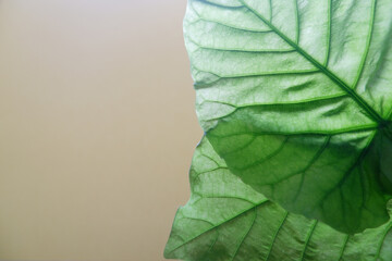 Ecology concept background, Closed up Green leaves, Leave Vein. Macro.