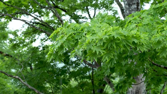 雨と森林の背景　BGM リラックスな生活　休日生活リラックスした雰囲気