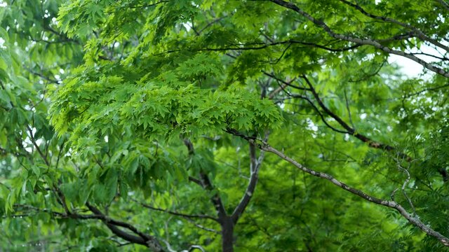 雨と森林の背景　BGM リラックスな生活　休日生活リラックスした雰囲気