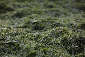 Mown grass on the lawn.Cut green vegetation.The natural background of the land in the countryside.Close-up.Selective Focus