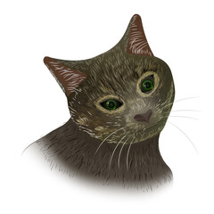 portrait of a cat with expressive eyes and fur