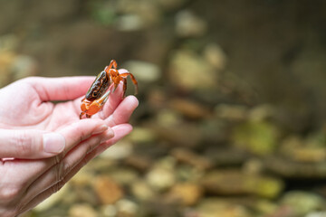 Obraz premium サワガニを見つけたよ