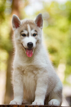 Siberian Husky puppy outdoors. Gray dog